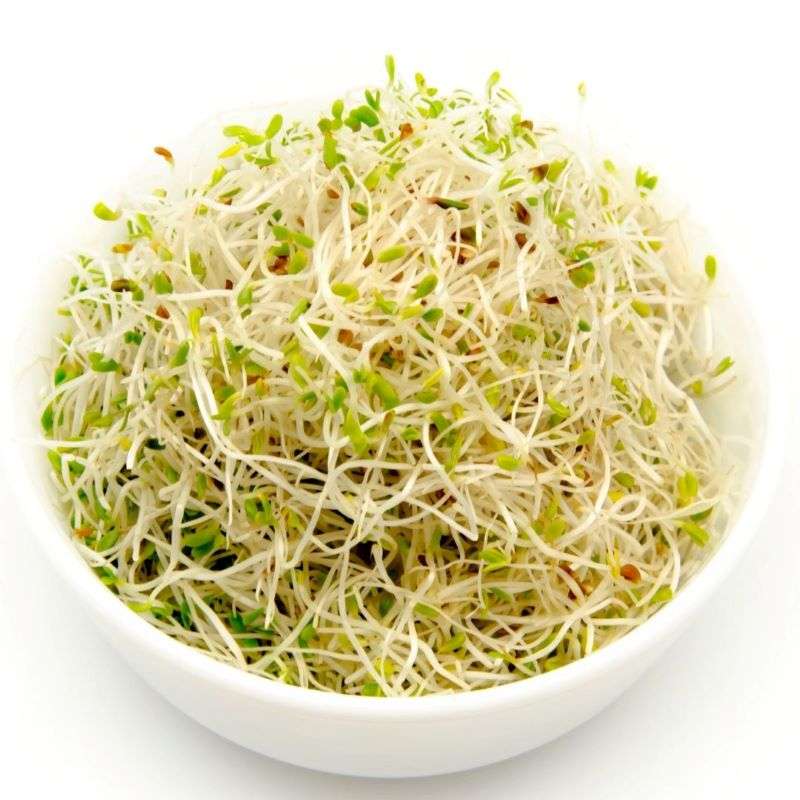Fresh Sprouting Alfalfa Seeds ORGANIC (per 100g) in a white bowl, showcasing natural plant-based growth