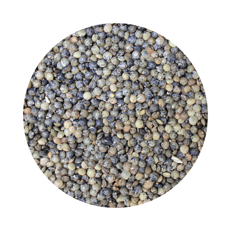 Close-up of assorted dry lentils showcasing Puy (French Type) Lentils ORGANIC (per 500g) in natural form