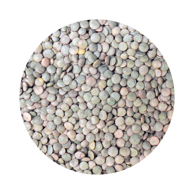 Close-up of Green Lentils ORGANIC (per 500g) showing natural, plant-based organic food ideal for refill shops and plastic-free kitchens