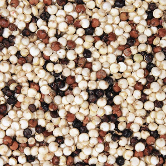 Close-up of multicolored quinoa seeds