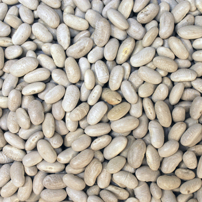 Cannelli Beans ORGANIC (per 500g)