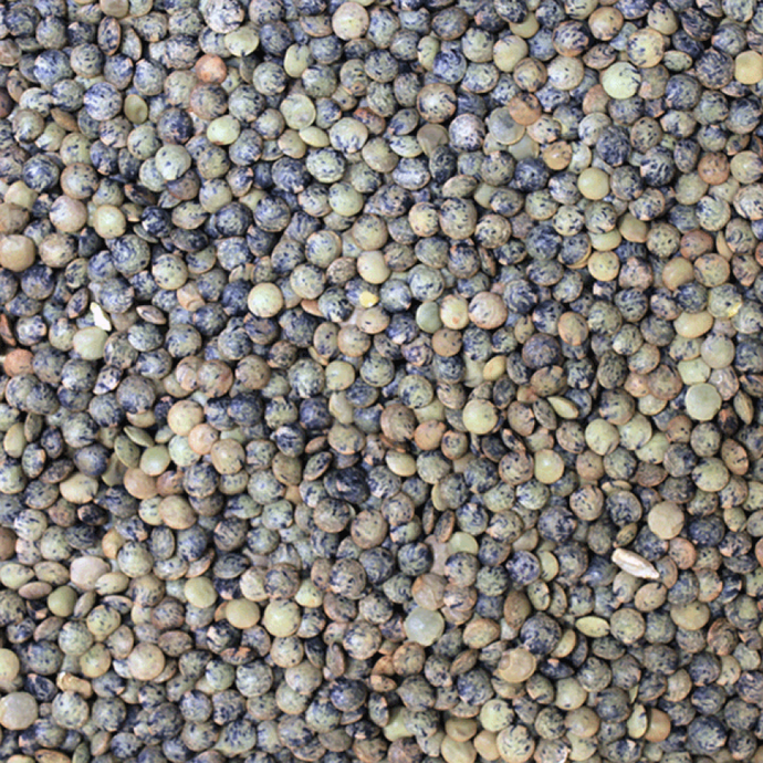 Puy (French Type) Lentils ORGANIC (per 500g)