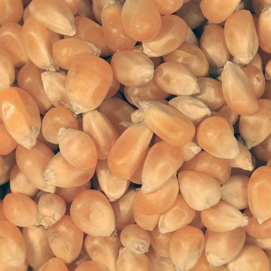 Popping Corn ORGANIC (per 500g)